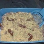 Kitty Litter Cake Recipe