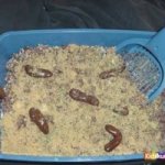 Kitty Litter Cake Recipe