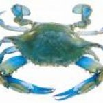 Crab Cake Media Noche Recipe