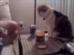 My cat eating nachos and cheese