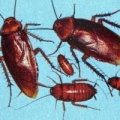 Roaches - They Are So Nasty Recipe